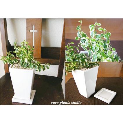 送料無料 フィカス プミラ 北欧 陶器 ホワイトトールスクエア 鉢植え 観葉植物 風水 植物 観葉植物 おしゃれ ユーロプランツ Pm 007 観葉植物 ユーロプランツスタジオ 通販 Yahoo ショッピング