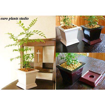 送料無料 シマトネリコ インテリア 陶器 北欧 記念日 スクエアポット 2セット 観葉植物 おしゃれ 鉢植え 風水 植物工房eps St 006 観葉植物 ユーロプランツスタジオ 通販 Yahoo ショッピング