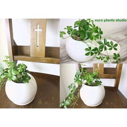 送料無料 シュガーバイン 観葉植物 鉢植え インテリア シュガーパイン 北欧 ホワイトサークルポット 植物工房eps Sv 019 観葉植物 ユーロプランツスタジオ 通販 Yahoo ショッピング