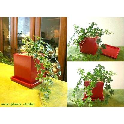 クーポン対象外 送料無料 シュガーバイン シュガーパイン 北欧 ホワイトサークルポット ヴィヴィット レッド 鉢植え 観葉植物 風水 おしゃれ ユーロプランツ Wantannas Go Id