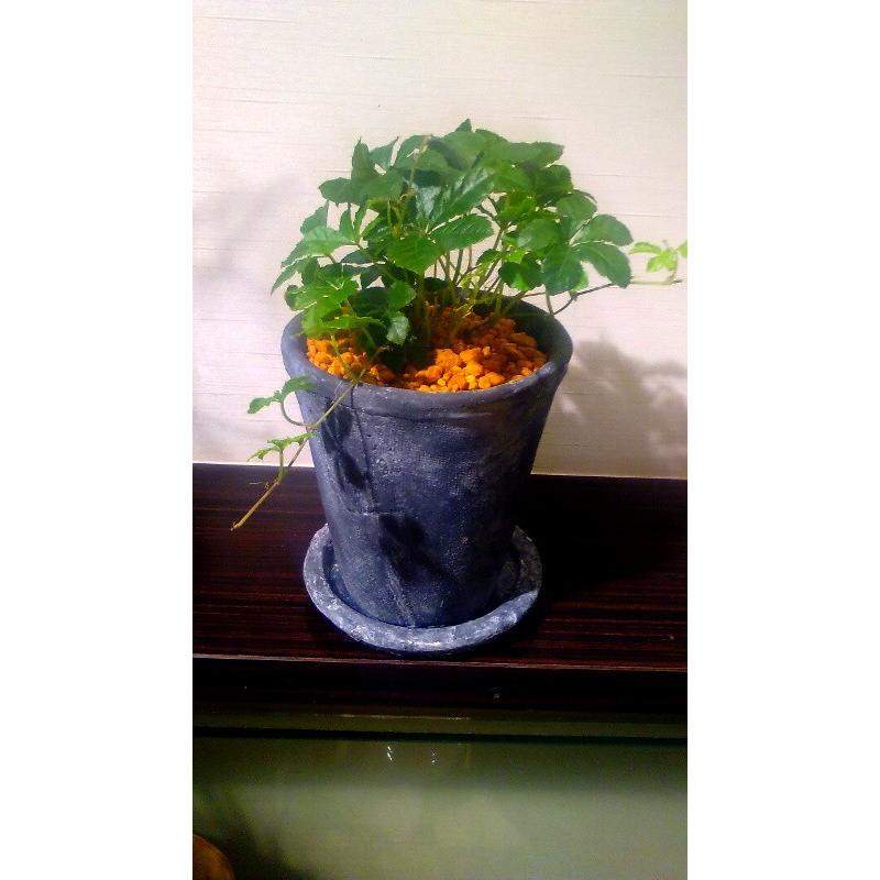 シュガーバイン インテリア ナチュラルブラックポット 観葉植物 おしゃれ 鉢植え 風水 植物工房eps Sv 302 観葉植物 ユーロプランツスタジオ 通販 Yahoo ショッピング