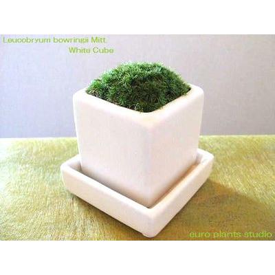 盆栽 山苔 ホワイト キューブ 陶器 緑心 和風 おしゃれ 室内 観葉植物 鉢植え 植物 風水 本店 ユーロプランツ