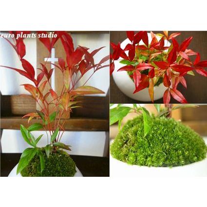 盆栽 南天 苔 白 丸 陶器 寿円 静松 和風 モダン 観葉植物 おしゃれ 鉢植え 風水 植物工房eps Tb 023 観葉植物 ユーロプランツスタジオ 通販 Yahoo ショッピング