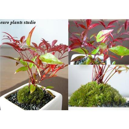 盆栽 南天 苔 ホワイト キューブ 寿想 お得 2セット 和風 観葉植物 おしゃれ 鉢植え 風水 植物工房eps Tb 025 観葉植物 ユーロプランツスタジオ 通販 Yahoo ショッピング