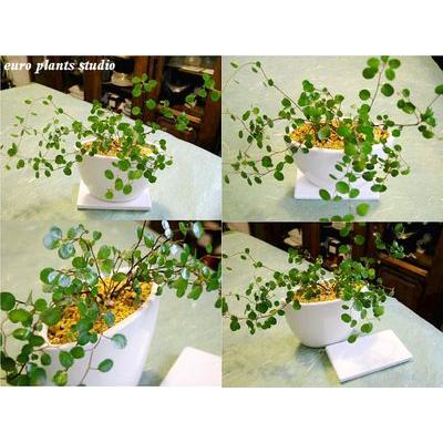 ワイヤープランツ ホワイトシップスポット 鉢植え 観葉植物 風水 植物 観葉植物 おしゃれ 室内 ユーロプランツ Wp 010 観葉植物 ユーロ プランツスタジオ 通販 Yahoo ショッピング