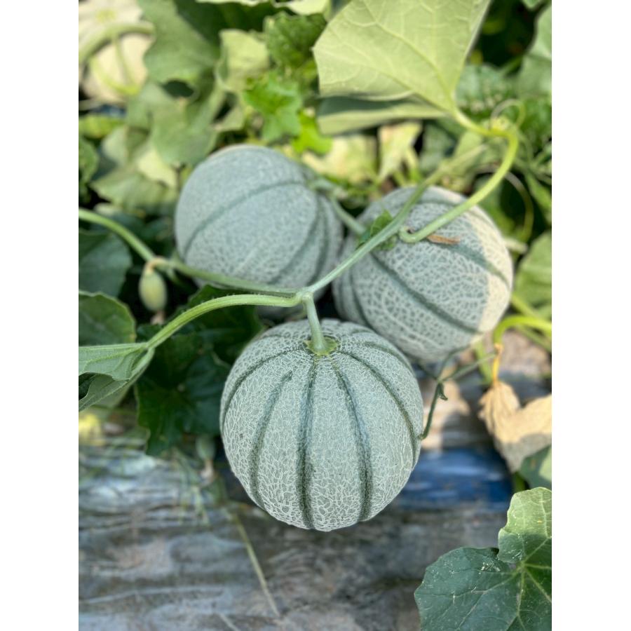 マルセイユメロン2玉 長崎県産 雲仙市 高糖度 香り 期間限定 赤肉メロン 果物 産地直送 |  | 01