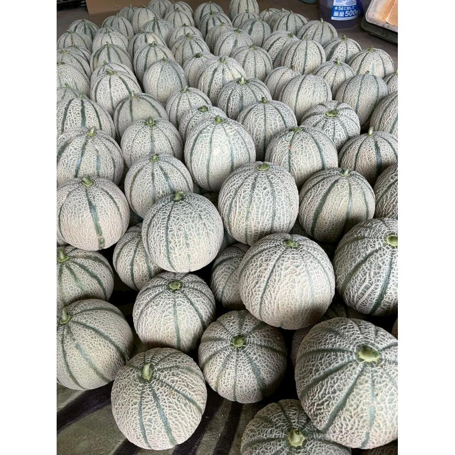 マルセイユメロン2玉 長崎県産 雲仙市 高糖度 香り 期間限定 赤肉メロン 果物 産地直送 |  | 03