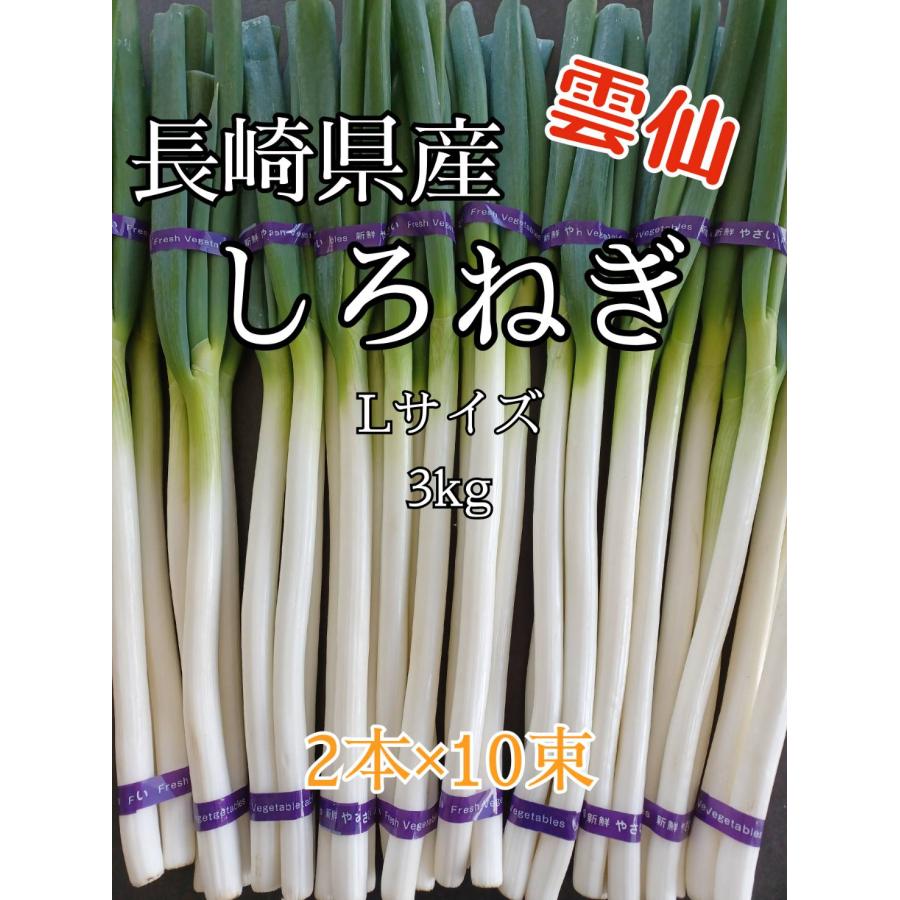 しろねぎ3キロ 長崎県産 しろねぎ Lサイズ 3キロ 2本×10束 採れたね 産地直送 化学肥料不使用 無(減)農薬 甘み 雲仙市 国見 | 