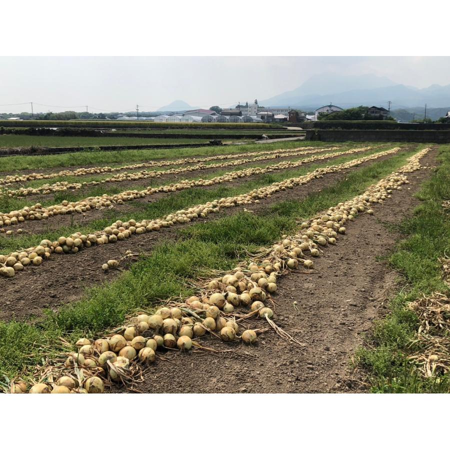 玉ねぎ10キロ 長崎県産 雲仙産 たまねぎ タマネギ みずみずしい 農家直送 玉葱 甘いタマネギ サイズ不揃い10キロ |  | 04