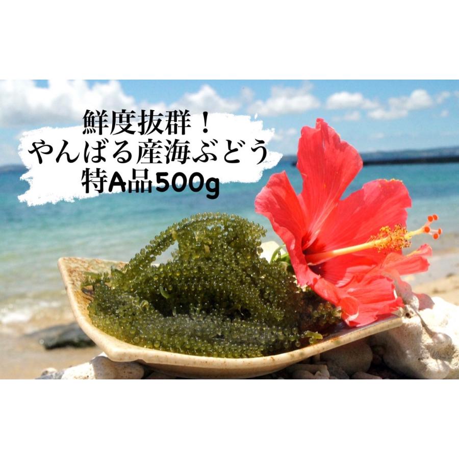 海ぶどう 鮮度抜群！やんばる産海ぶどう 特A品 500g 産地直送 しそ