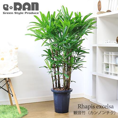 人気の観音竹 8号鉢 縁起物 福を呼ぶ縁起物 カンノンチク リュウキュウ