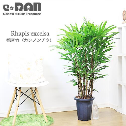 人気の観音竹 8号鉢 縁起物 福を呼ぶ縁起物 カンノンチク リュウキュウ