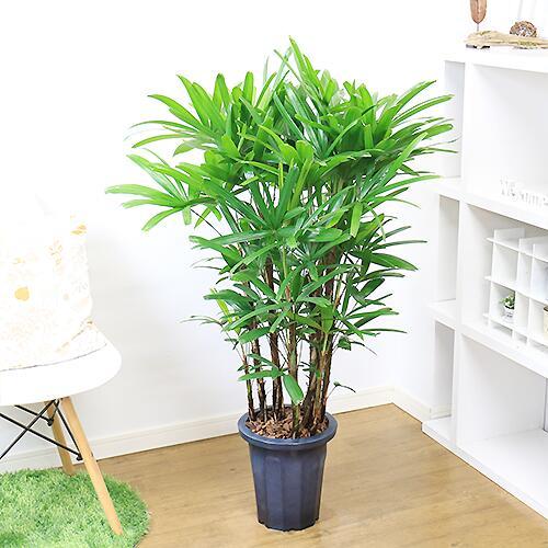 観音竹 高級鉢付き ☆引き取り希望☆