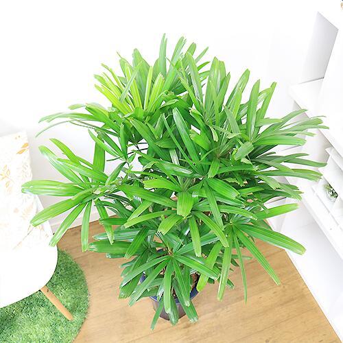 人気の観音竹 8号鉢 縁起物 福を呼ぶ縁起物 カンノンチク リュウキュウ