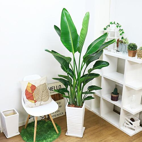 【引取限定】ストレリチア オーガスタ 陶器鉢 キャスター付き 引取限定】ストレリチア オーガスタ 陶器鉢 キャスター付き 楽天