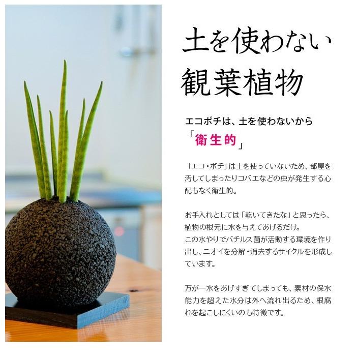 消臭グリーン エコポチ Origin ガジュマル スフィア Eco Pochi オリジン W Z Green おしゃれ 観葉植物 サボテン 多肉 植物 3903 選んで屋 通販 Yahoo ショッピング