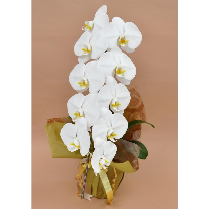 大流行中 胡蝶蘭 白大輪 １本立ち ９輪以上 可愛い 記念日ギフト 御祝い 開業祝い 就任祝い 竣工祝い 返礼 お歳暮 花 インテリア 玄関 鉢植え 送料無料 Zoetalentsolutions Com