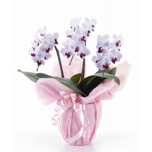 安い大阪 店舗 胡蝶蘭 白赤 ミディ ３本立ち ２１輪以上 記念日ギフト 御祝い 開業 設立 就任 引越 新築 退職 結婚記念 リビング 花 鉢植え インテリア 2sa0307 Erimi 通販 Yahoo ショッピング 早割クーポン Pilot Laternabooks Com