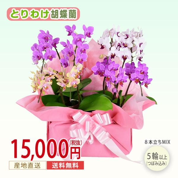 魅了 胡蝶蘭 8本立ち ミックスカラー とりわけ 記念日ギフト 御祝い 開業 設立 就任 引越 新築 退職 結婚記念 周年 花 鉢植え インテリア 4na0805t Erimi 通販 Yahoo ショッピング 希少 Puddlesandsun Co Uk