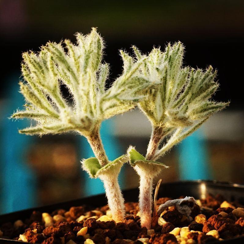 多肉植物 ケープバルブ 観葉植物 小さい南アフリカ 球根 ガジュマル エリオスペルマム ドレゲイ Eriospermum Dregei キジカクシ 植物 珍しい 珍奇植物 10 Erio Dreg Erioquest 通販 Yahoo ショッピング