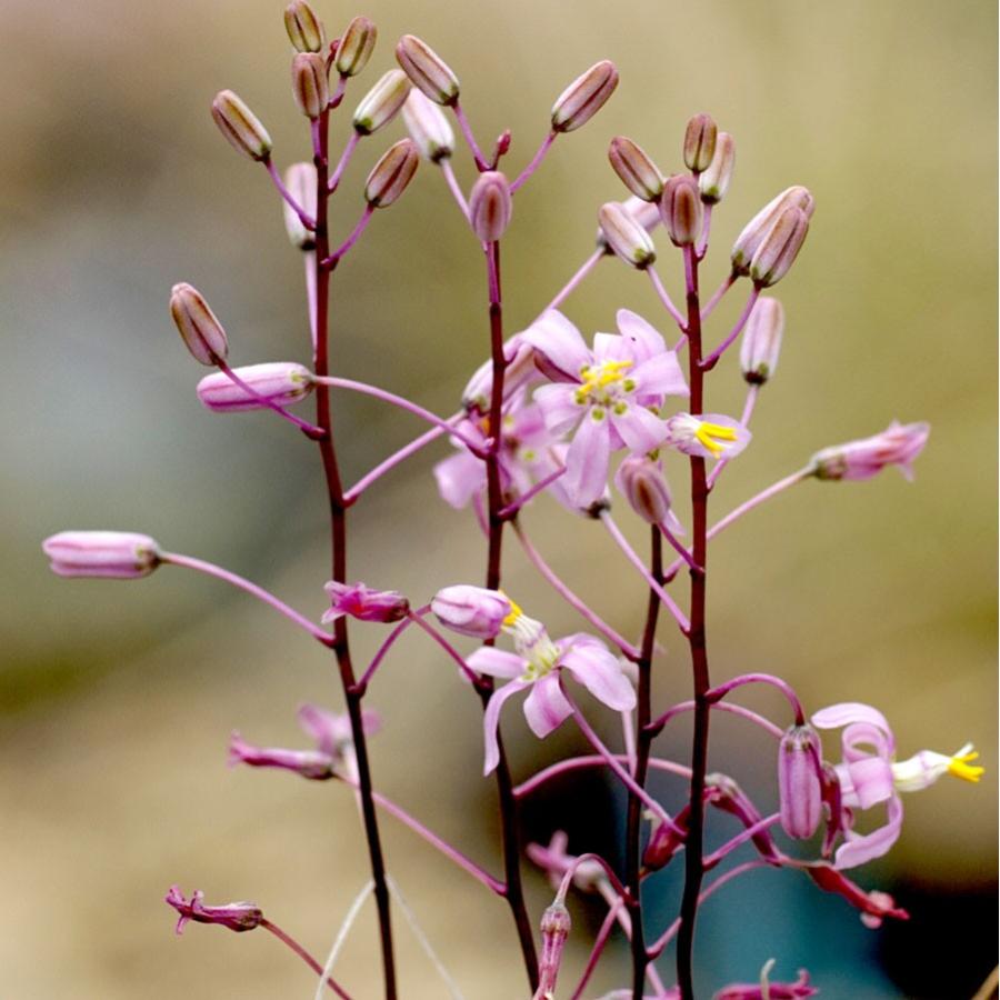 ドリミア ナナ Dorimia Nana 珍奇植物 球根 珍しい 植物 花 100 Drim Nana Erioquest 通販 Yahoo ショッピング