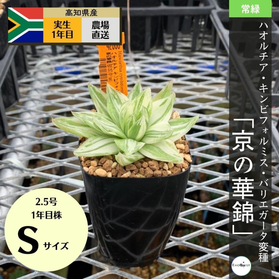 多肉植物 ハオルチア 京の華錦 Haworthia Cymbiformis Var Angustana F Variegata 通販 2 5号 エケベリア セダム 観葉植物 インテリア エリオクエスト 1057 Fvar Eq10 Erioquest 通販 Yahoo ショッピング