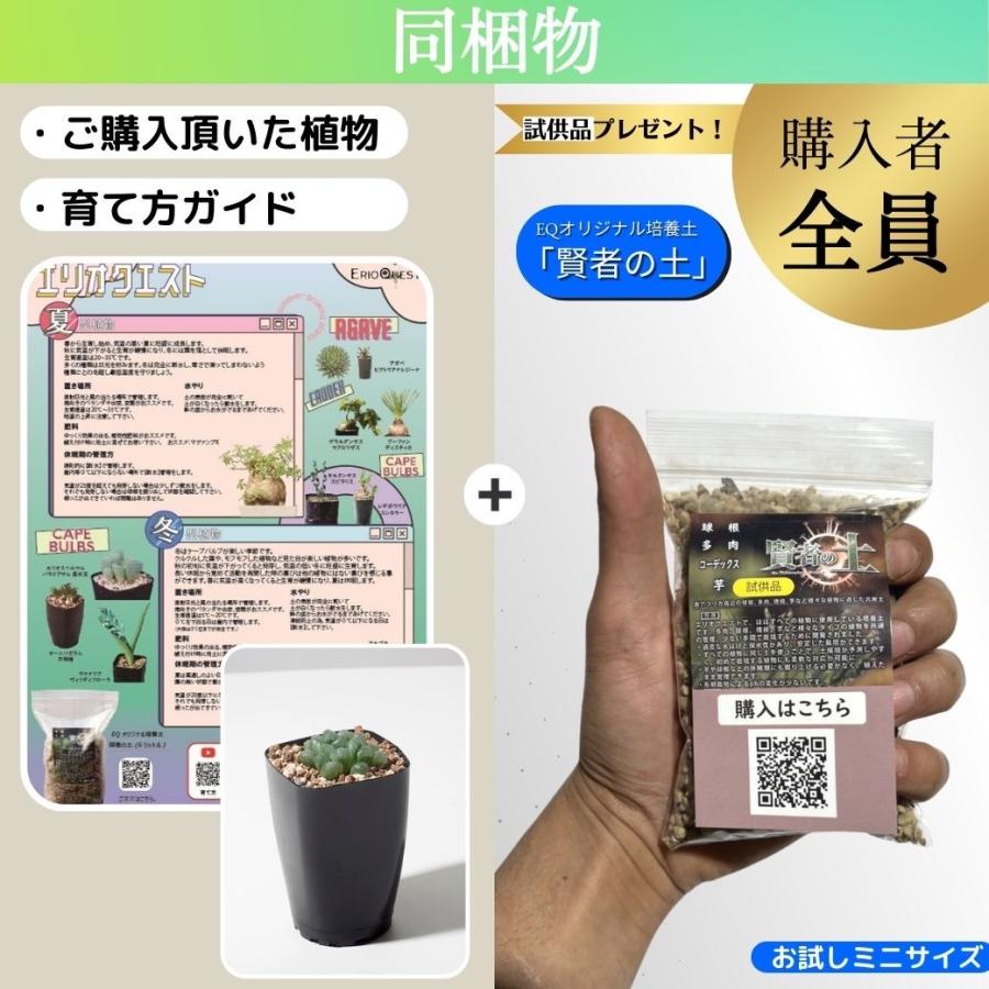 多肉植物 ハオルチア 京の華錦 Haworthia cymbiformis var 多肉植物 ハオルチア 京の華錦 Haworthia cymbiformis var