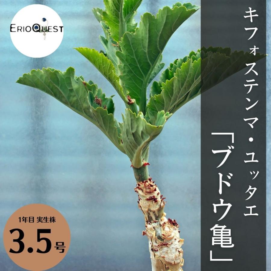 キフォステンマ ユッタエ 大株