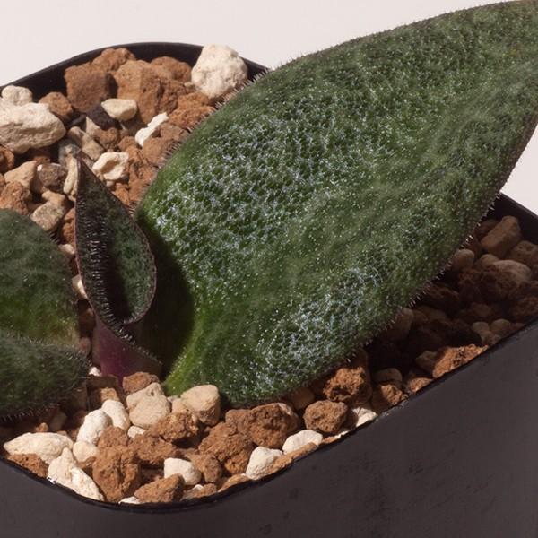 観葉植物 小さい 珍奇植物 ビザールプランツ 南アフリカ 球根 レスノヴァ メガフィラ Resnova Megaphylla おしゃれ 花 ピンク 販売 豹 球根 107 Resn Mega Erioquest 通販 Yahoo ショッピング