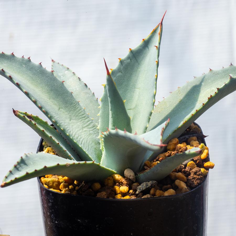 多肉植物 アガベ ハバーディアナ Agave havardiana 多肉植物 アガベ ハバーディアナ Agave havardiana