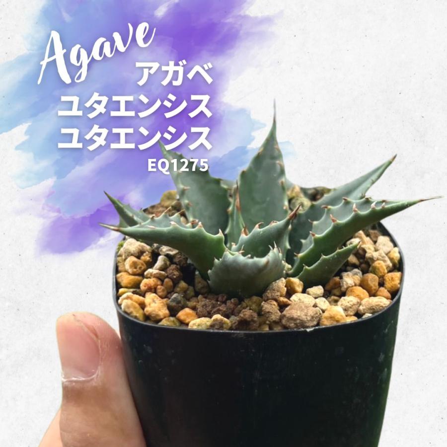 多肉植物 アガベ ユタエンシス ユタエンシス亜種 実生 Agave utahensis 