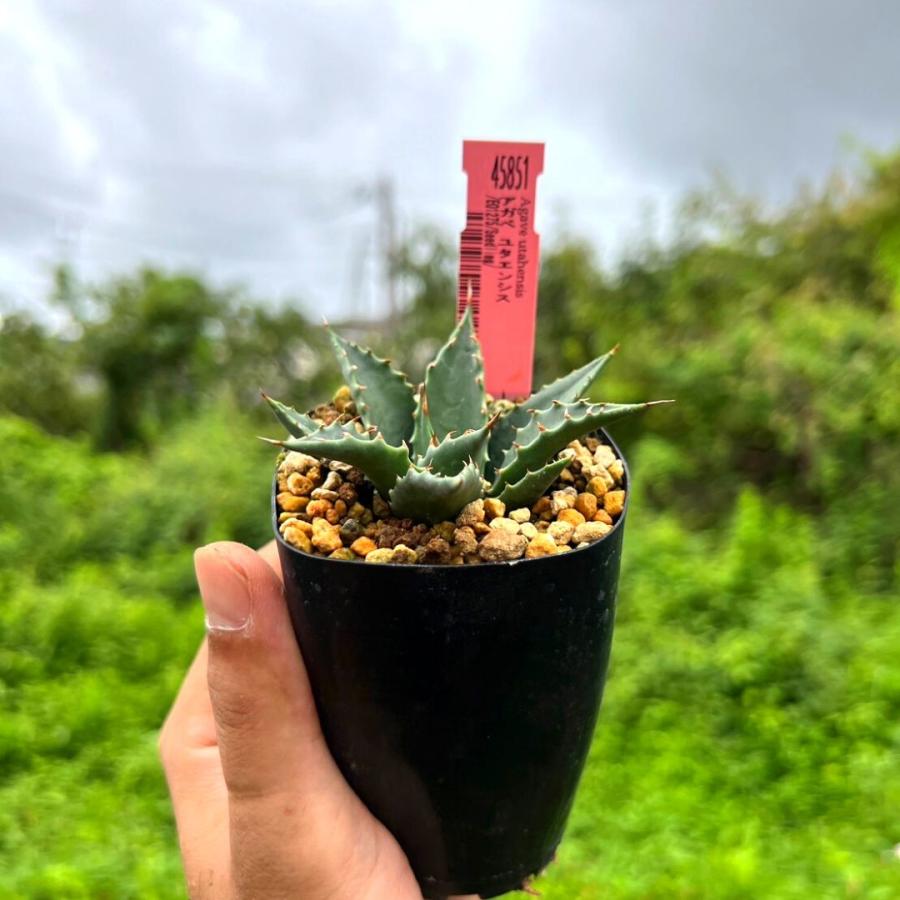 多肉植物 アガベ ユタエンシス ユタエンシス亜種 実生 Agave 多肉植物 アガベ ユタエンシス ユタエンシス亜種 実生 Agave