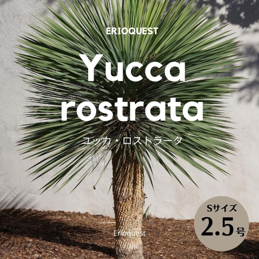 ユッカ ロストラータ Yucca rostrata EQ1314 : ERIOQUEST - 通販
