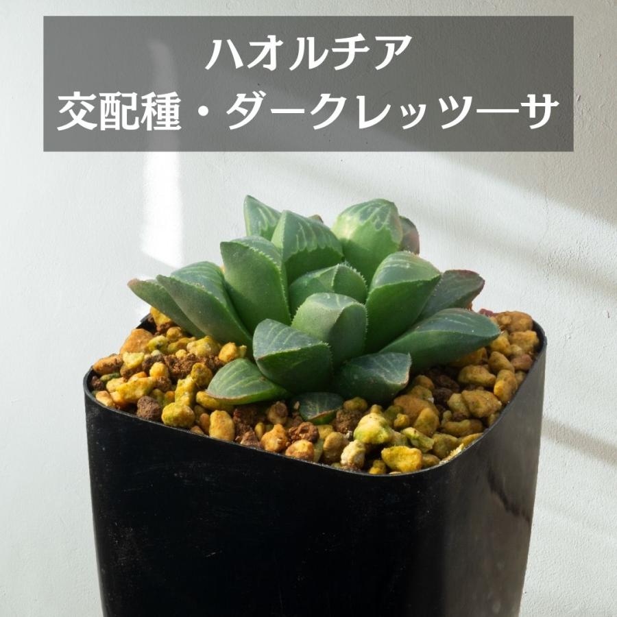 多肉植物 2.5号 ハオルチア 交配種 