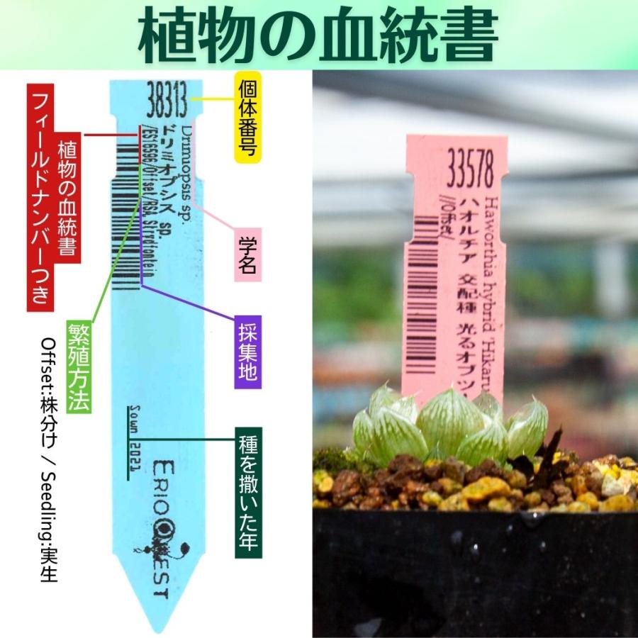 多肉植物 2.5号 ハオルチア 交配種 