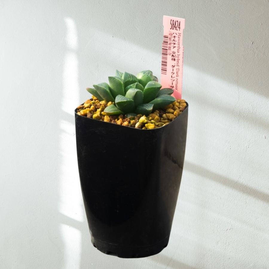 多肉植物 2.5号 ハオルチア 交配種 