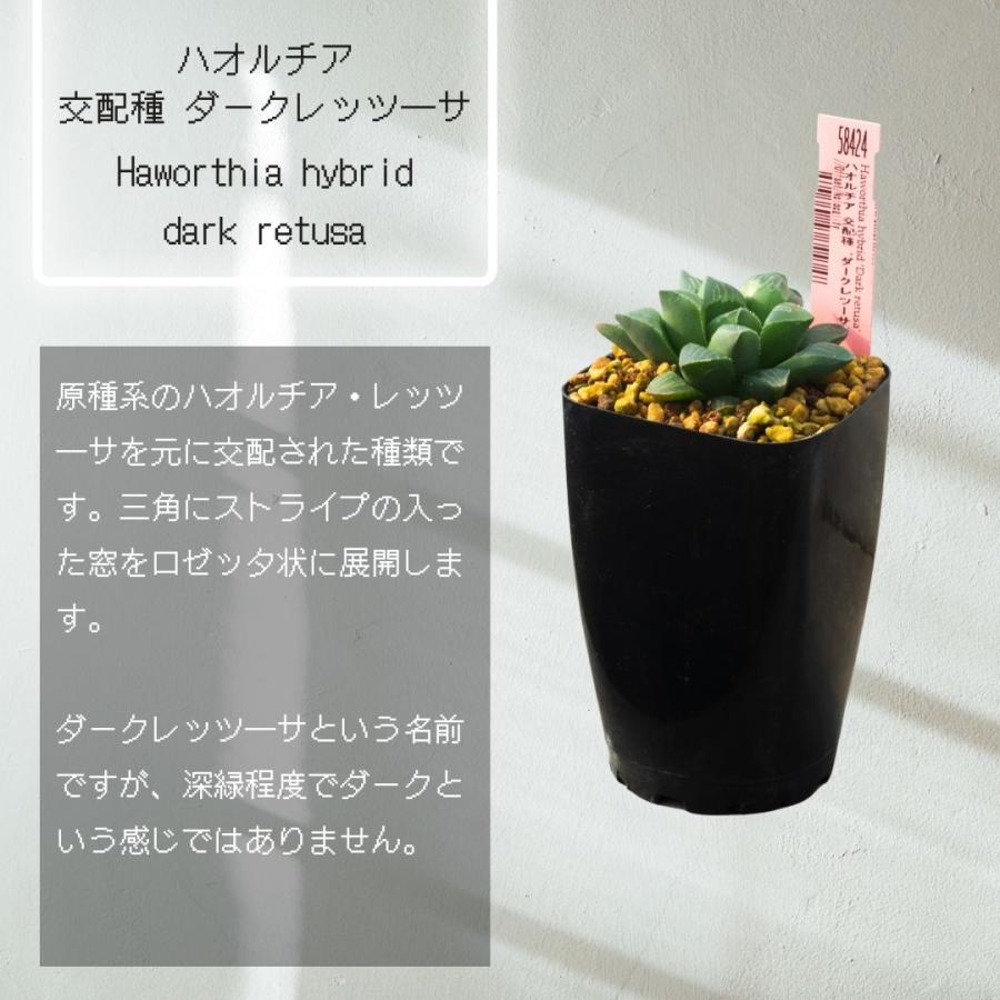 多肉植物 2.5号 ハオルチア 交配種 