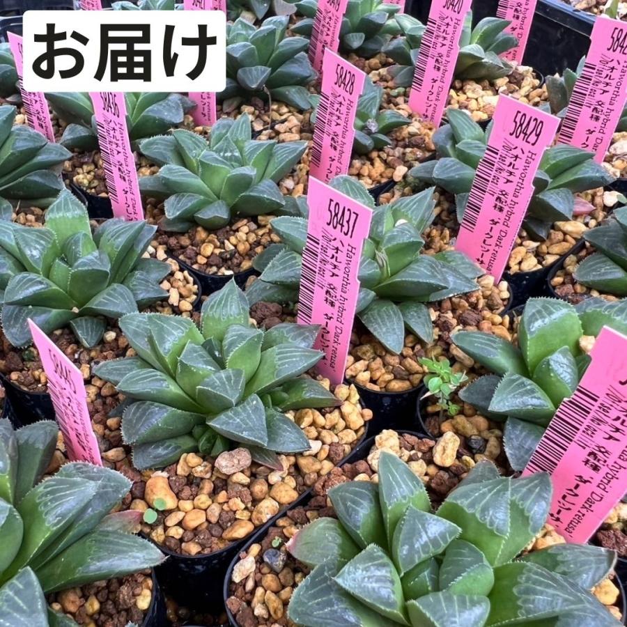 多肉植物 2.5号 ハオルチア 交配種 