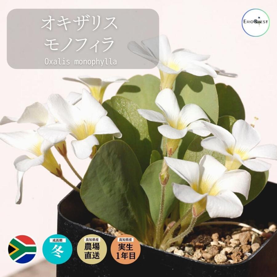 珍奇植物 ビザールプランツ オキザリス モノフィラ Oxalis Monophylla 球根 種類 139 Oxal Mono Erioquest 通販 Yahoo ショッピング