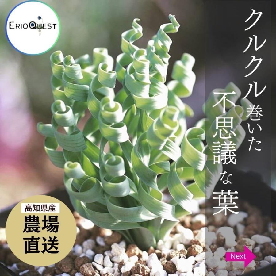 アルブカ コンコルディアナ Albuca Concordiana Eq148 148 Conc Eq14 Erioquest 通販 Yahoo ショッピング