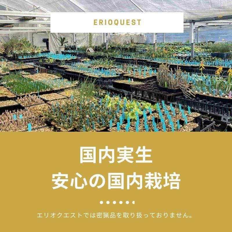 アルブカ コンコルディアナ Albuca Concordiana Eq148 148 Conc Eq14 Erioquest 通販 Yahoo ショッピング