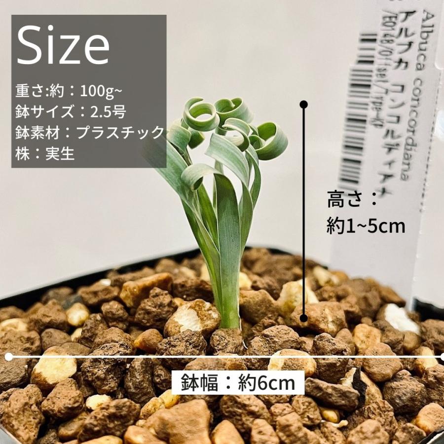 アルブカ コンコルディアナ Albuca Concordiana Eq148 148 Conc Eq14 Erioquest 通販 Yahoo ショッピング