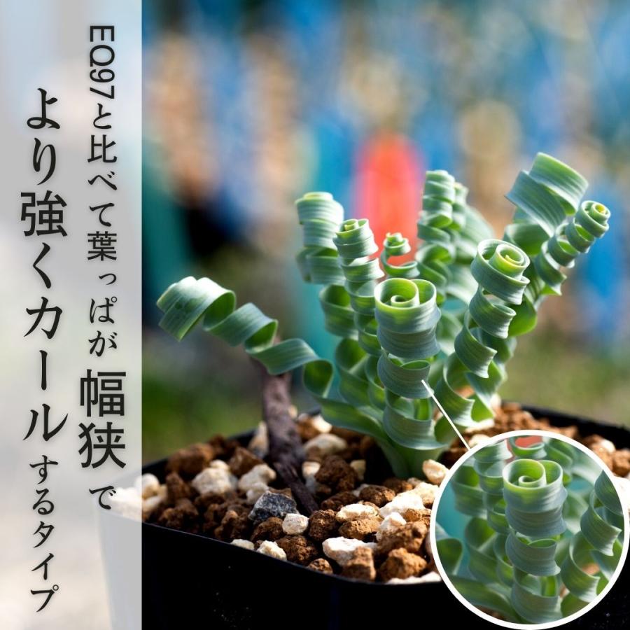好きに アルブカ コンコルディアナ Albuca Concordiana Eq148 Foto Einrahmungswerkstatt De