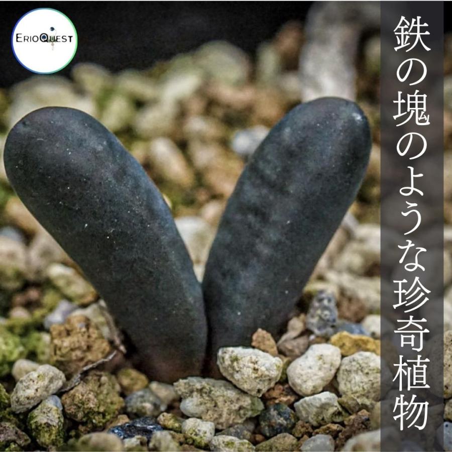 ドリミア アカロフィラ Drimia acarophylla IB13640