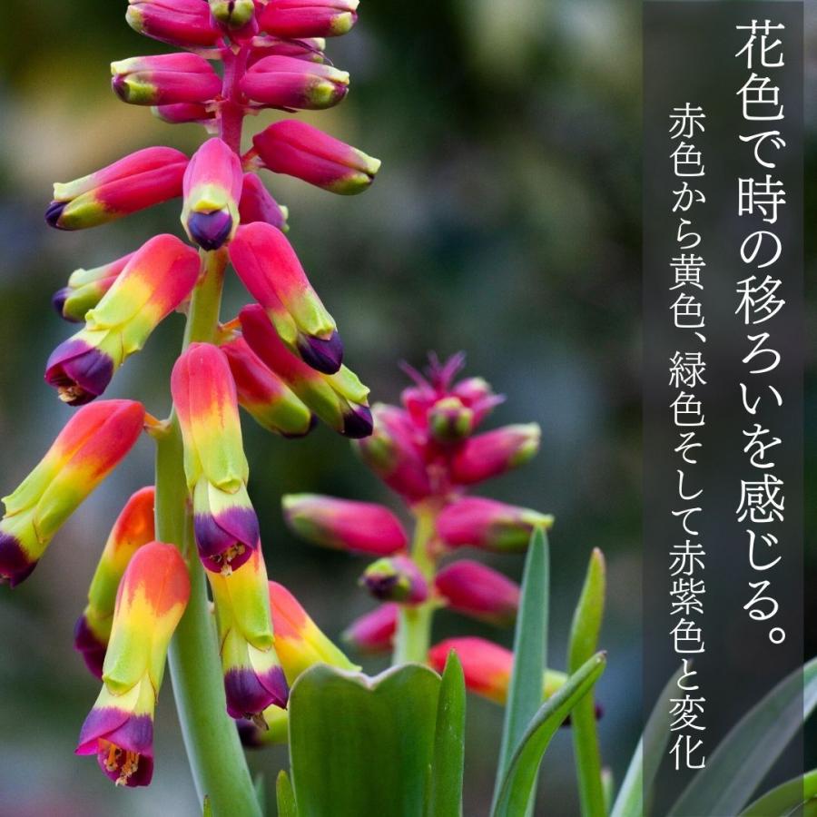 観葉植物 小さい 多肉植物 珍奇植物 ビザールプランツ 南アフリカ 球根 ラケナリア アロイデス クアドリカラー変種 Lachenalia Aloides 157 Aloi Varq Erioquest 通販 Yahoo ショッピング