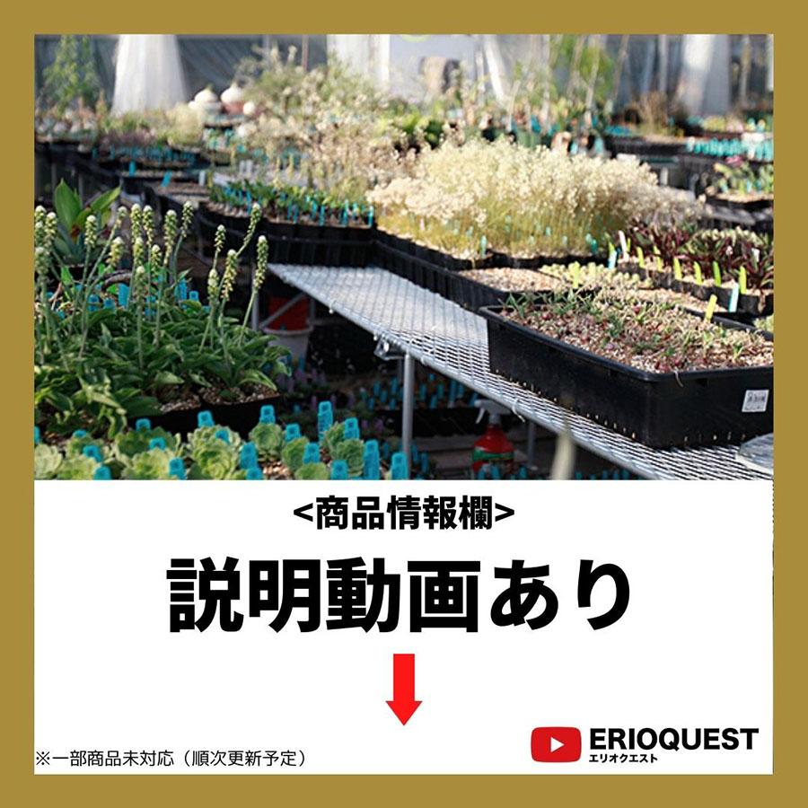 ブルビネ トルタ Bulbine Torta 多肉植物 種類 育て方 メセン 女仙 161 Bulb Tort Erioquest 通販 Yahoo ショッピング