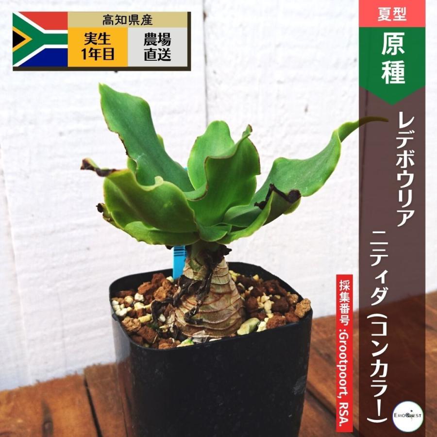 多肉植物 ケープバルブ 観葉植物 小さい 珍奇植物 ビザールプランツ 南アフリカ 球根 レデボウリア コンカラー Ledebouria Concolor 163 Conc Dmc1 Erioquest 通販 Yahoo ショッピング