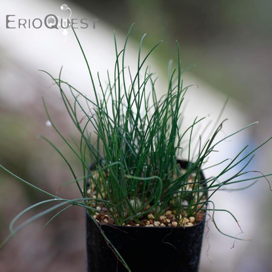 ドリミア ウニフローラ Ib Drimia Uniflora 珍奇植物 球根 珍しい 植物 花 184 Unif Ib11 Erioquest 通販 Yahoo ショッピング