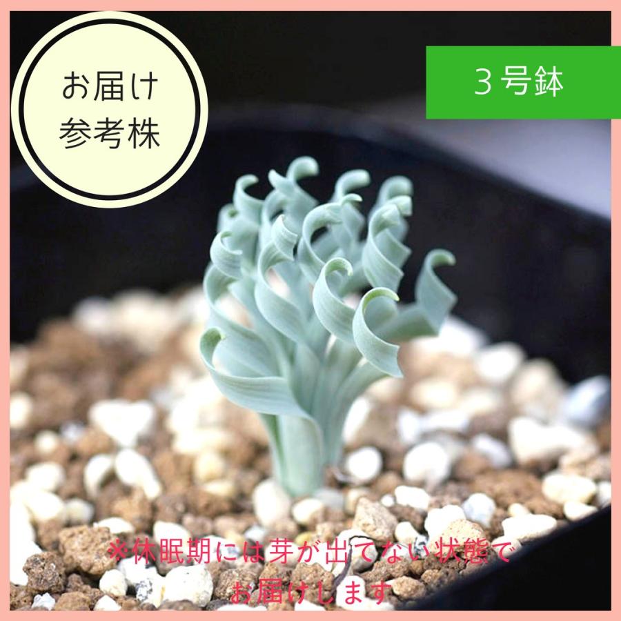 アルブカ コンコルディアナ Albuca Concordiana 実生 2 5号 22 Albu Conc Erioquest 通販 Yahoo ショッピング