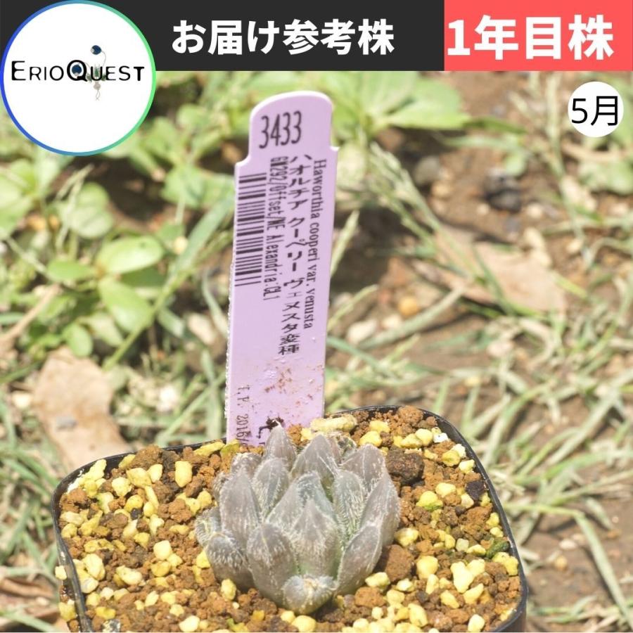 多肉植物 小さい ハオルチア クーペリー 高級品 べヌスタ原種 GM292 セダム Haworthia venusta cooperi エケベリア
